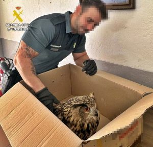 Investigan las causas de quemaduras halladas en un ala de un búho real rescatado en Puebla de Alcocer