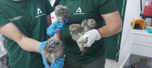 El CREA Quiebrajano cede 55 aves a entidades colaboradoras para su reintroducción en el medio natural