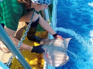 Marcan a casi 850 rayas y tiburones en aguas de Baleares para promover su conservación