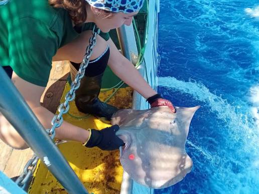 Marcan a casi 850 rayas y tiburones en aguas de Baleares para promover su conservación