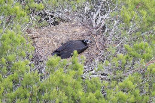 El Govern confirma la primera presencia de un nido de buitre negro fuera de la Serra de Tramuntana