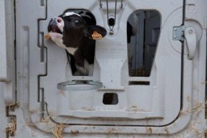 Igualdad Animal pide que la Ley de Consumo Sostenible proteja también a los animales frente a la "publicidad engañosa"