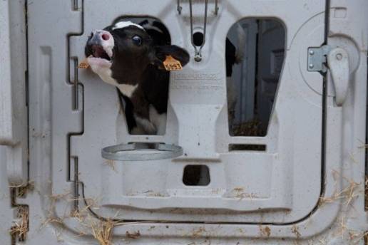 Igualdad Animal pide que la Ley de Consumo Sostenible proteja también a los animales frente a la 