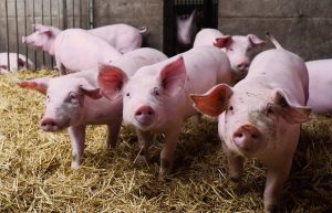 AVA-Asaja acusa a la UE de "sacrificar al sector porcino" tras anunciar China aranceles temporales a la carne de cerdo