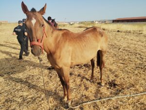 Policía Local de Los Santos halla cuatro caballos y un asno sin identificación en varios asentamientos nómadas