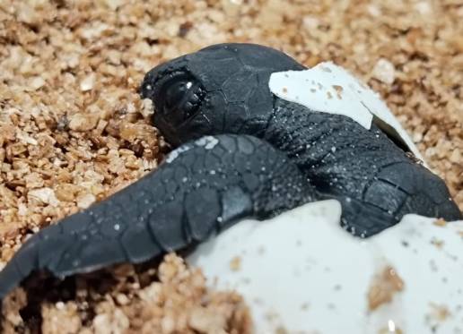 Nacen las primeras crías de tortuga marina del nido de la playa de Can Pere Antoni