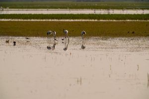 La Junta de Andalucía activa el protocolo de prevención para aves silvestres ante el riesgo de gripe aviar en Doñana