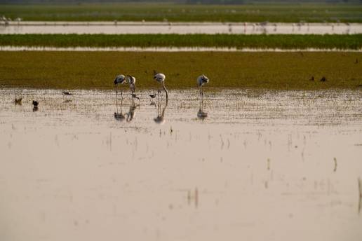 La Junta de Andalucía activa el protocolo de prevención para aves silvestres ante el riesgo de gripe aviar en Doñana
