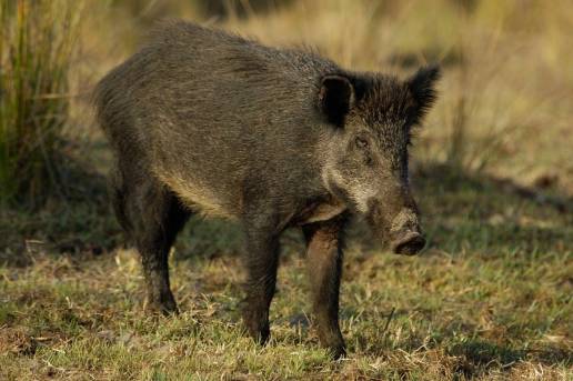 Ecologistas en Acción pide la retirada de la declaración de emergencia que permite la caza del jabalí en la C.Madrid