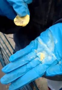Las cismáticas de Belorado denuncian el envenenamiento de sus perros en Asturias