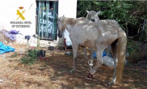 Ante el juez por maltrato a dos caballos en Cádiar a los que tenía desnutridos y entre basuras