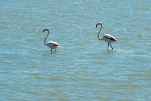 WWF pide que se "cumplan" los protocolos y la suspensión temporal de caza ante la gripe aviar en Doñana