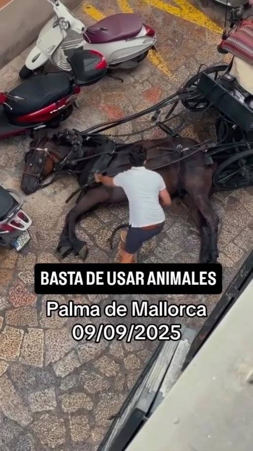 Pacma exige al Ayuntamiento de Palma la suspensión del servicio de galeras tras el desplome de un caballo