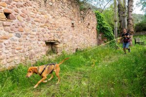 Un perro de búsqueda localiza a una persona desaparecida en Pinedo en estado semiinconsciente