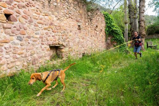 Un perro de búsqueda localiza a una persona desaparecida en Pinedo en estado semiinconsciente