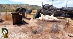 Denunciada una empresa en Castellar (Jaén) por arrojar cadáveres de ganado porcino "en condiciones insalubres"