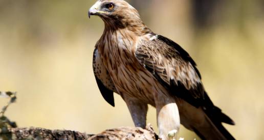 Confirmado un caso de gripe aviar en un águila calzada recogida en Pedraza de Alba (Salamanca)