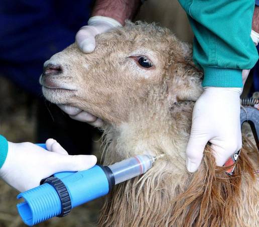 C-LM, con 107 focos de lengua azul activos, declarará emergencia y costeará el total de las vacunas necesarias