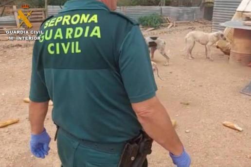 Investigan al dueño de un perro peligroso que atacó a una mujer y a otro perro en Matapozuelos (Valladolid)
