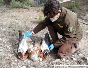 El Govern detecta tres casos de envenenamiento de milanos reales en cotos de caza de Mallorca