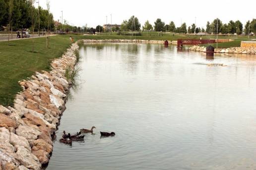 Junta C-LM activa el protocolo de sanidad animal tras detectar patos con gripe aviar en el lago de Valdeluz(Guadalajara)