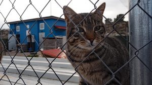 Adjudicado el servicio anual de rescate, recogida y protección de animales por casi 240.000 euros
