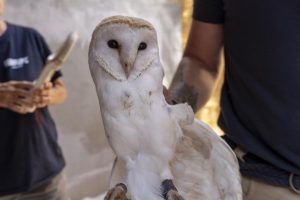 Bioparc pone en marcha un nuevo proyecto para la recuperación de lechuzas, especie declarada "vulnerable" a la extinción