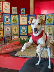  Una nueva guía turística recogerá la oferta de Extremadura para familias que viajan con su perro