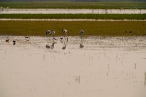 Detectados dos nuevos casos de gripe aviar en cigüeñas blancas en el Entorno Natural de Doñana