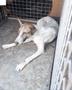 Detectado un caso de rabia animal en Melilla tras la entrada de un perro desde Marruecos