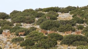 Un estudio del CSIC demuestra que el arruí no compite con la cabra montés y cuestiona su estatus de especie invasora