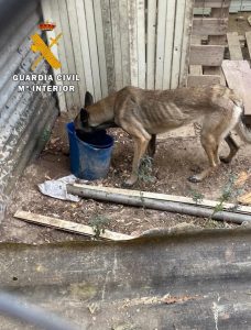 Dos investigados tras el hallazgo de varios perros abandonados en una parcela de la merindad de Estella