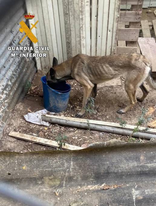Dos investigados tras el hallazgo de varios perros abandonados en una parcela de la merindad de Estella