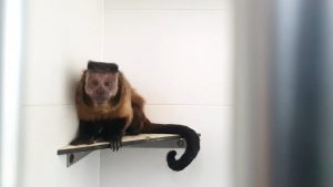 Un mono capuchino se recupera en un centro de rescate de Villena (Alicante) tras una operación de parálisis