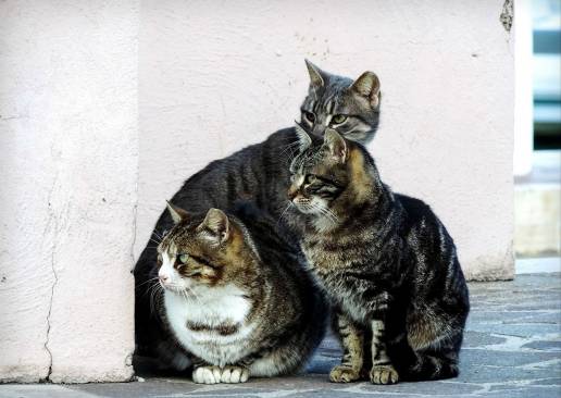 Alertan de posibles eutanasias ilegales de gatos en un centro de protección de Mallorca
