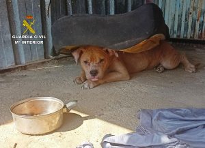 La Guardia Civil investiga al propietario de un desguace por delito de maltrato animal