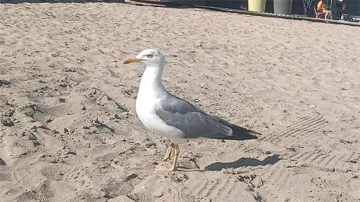 Confirmado el primer caso de gripe aviar en Cantabria en una gaviota recogida en Castro Urdiales
