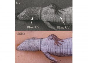 Describen cambios en la coloración de la lagartija roquera al crecer, invisibles al ojo y posible función comunicativa