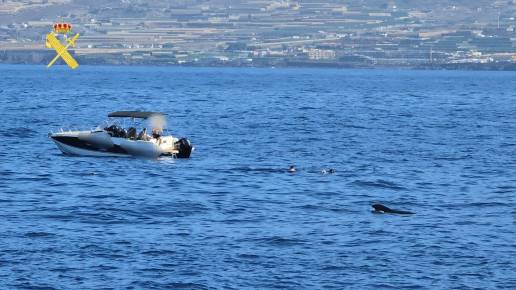 Denuncian a siete turistas por bañarse con cetáceos en aguas del sur de Tenerife