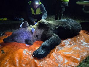 Capturados y monitorizados dos osos pardos en Caboalles (León) para aplicar medidas que los alejen de zonas urbanas
