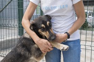 La Xunta da el visto bueno a la ampliación y legalización del albergue de animales domésticos de Lugo