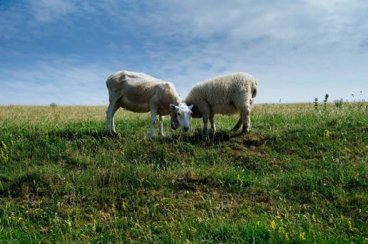 La UICN selecciona 'Pastoreo en Red', iniciativa de Redeia, como solución basada en la naturaleza en España