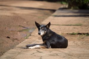 Aprobado un convenio con el Colegio de Veterinarios para reforzar la protección de los animales en emergencias