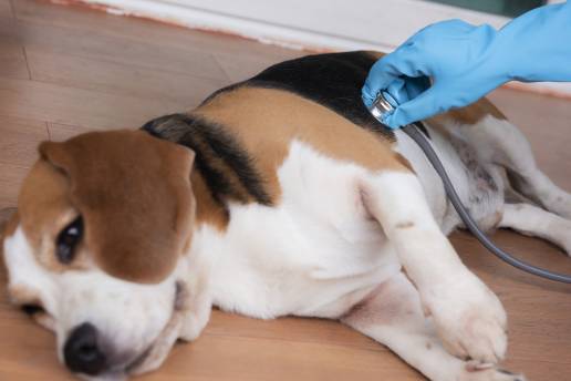 Neumonía necrotizante por E. coli con neumotórax posterior en un perro: informe de un caso