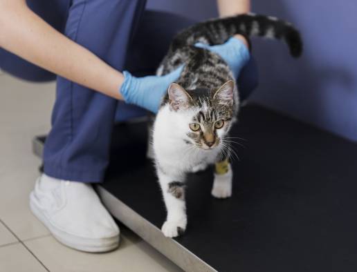 Tromboembolismo en un gato con displasia mitral