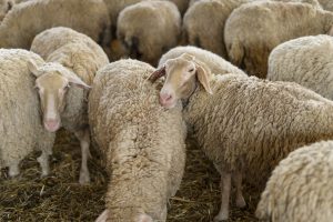 La Consejería de Agricultura tiene detectados 104 focos de lengua azul en Castilla-La Mancha