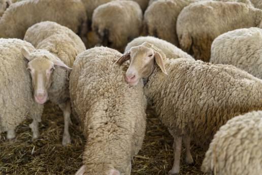 La Consejería de Agricultura tiene detectados 104 focos de lengua azul en Castilla-La Mancha