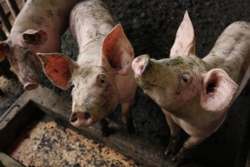 Aislamiento y patogenicidad de una cepa variante del virus de la diarrea epidémica porcina con alta adaptabilidad a las células Vero