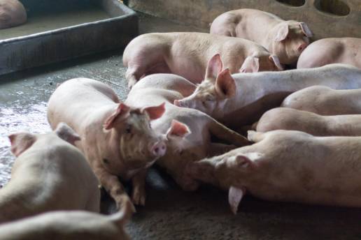 Aislamiento, identificación de rotavirus porcino y preparación de anticuerpos monoclonales