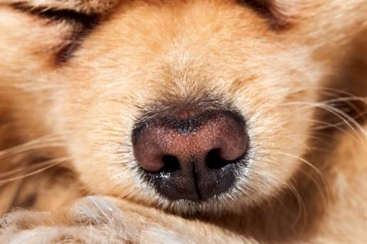 Caso clínico: Colgajo de tercer párpado para la corrección del estrabismo lateral inducido por proptosis en dos perros